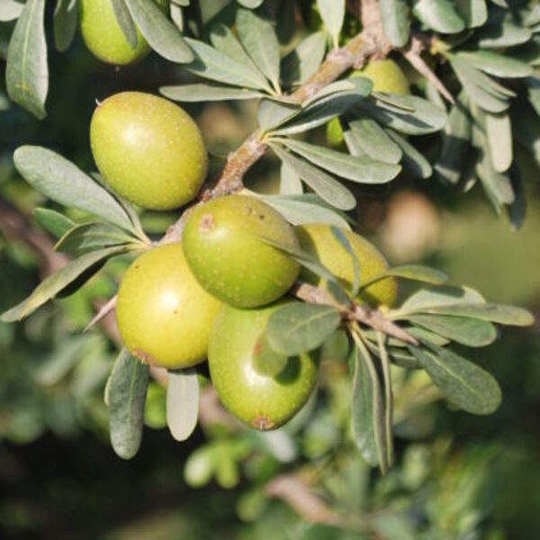 100% Pure & certified and Organic Virgin and deodorized Argan Oil